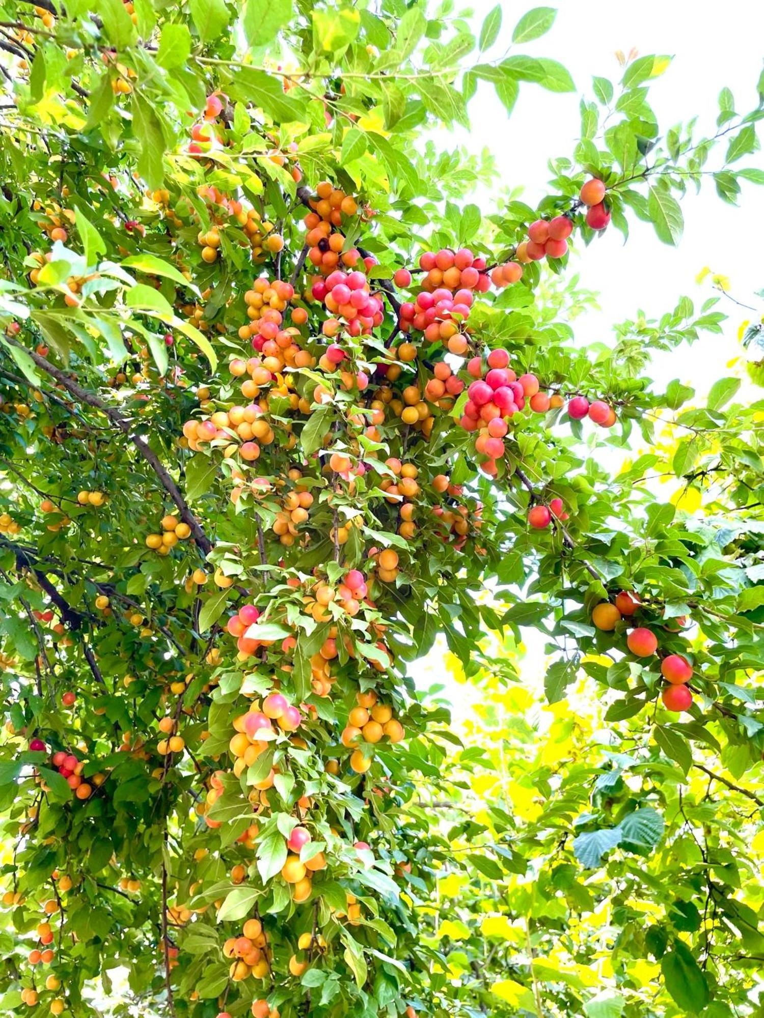 Green Corner Лагодехи Екстериор снимка